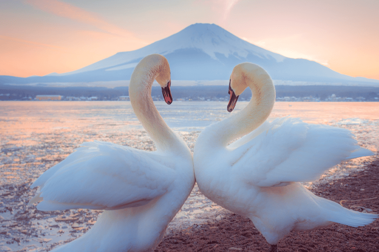 Tokyo: Mt. Fuji Tour, Hakone Ropeway, Owakudani, Lake Ashi Mt. Fuji Day Tour--Departure From Tokyo Station 8:00am