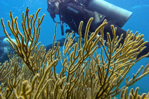 Tayrona National Park: Beginner Diving with Expert Tour Guides Tayrona National Park: Beginner Diving With Expert Tour Guides