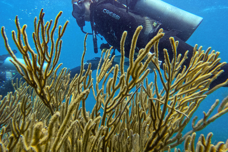 Tayrona National Park: Beginner Diving with Expert Tour Guides Tayrona National Park: Beginner Diving With Expert Tour Guides