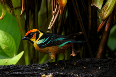 From Quito: 3-Day Mindo Birdwatching Tour with Meals