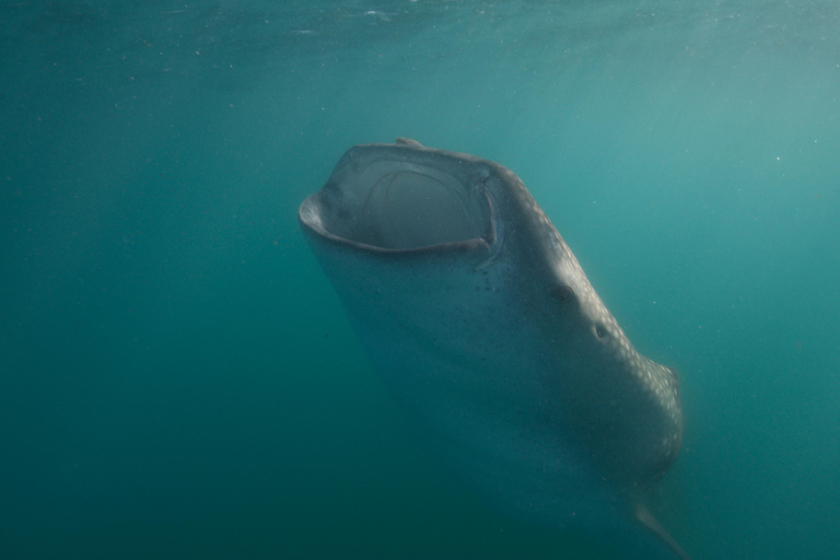 Swim with Whale Sharks in La Paz