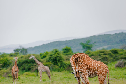 Rwanda: Safari w Parku Narodowym AkageraRwanda: safari, trekking z gorylami i szympansami