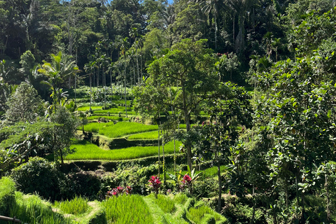 Ubud:Foresta delle scimmie, terrazze di riso, templi d&#039;acqua e cascate