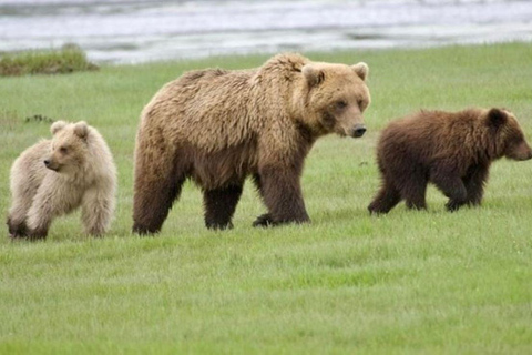 Bear Viewing Tour from Homer, Alaska