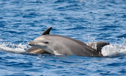 Delfin-Kajak-Safari bei Sonnenuntergang am Golfo Aranci