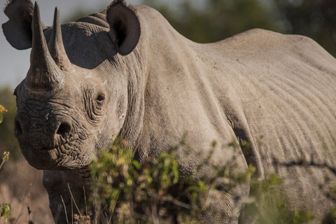 Dagtocht naar Ol pejeta Conservancy vanuit Nairobi