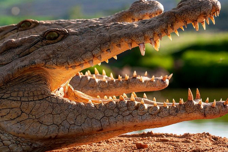 Agadir/Taghazout: Crocoparc Visit W- Entry Ticket & Transfer