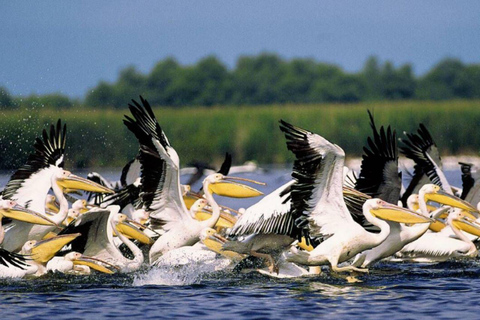 Visite privée de 2 jours de Bucarest au Delta du Danube