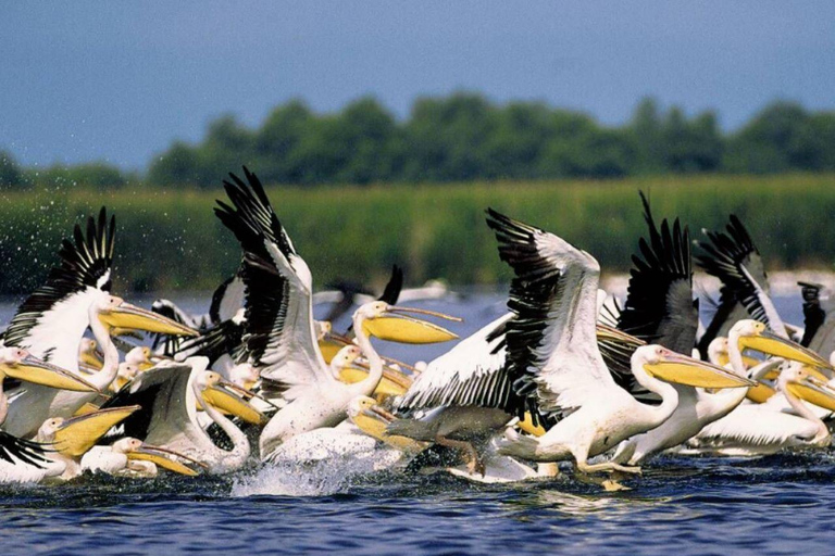 Tour privado de Bucarest al Delta del Danubio en 2 días