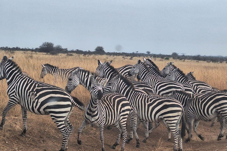 Nairobi National Park, Sheldrick Wildlife Trust en Giraffecentrum