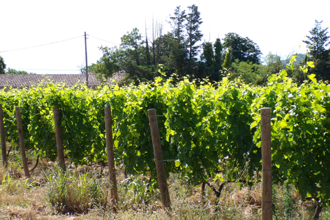 Crozes-Hermitage Guided Tour & Tasting Guided tour & tasting of Crozes-Hermitage in French