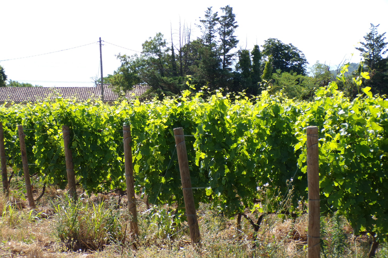 Crozes-Hermitage Guided Tour & Tasting Guided tour & tasting of Crozes-Hermitage in French