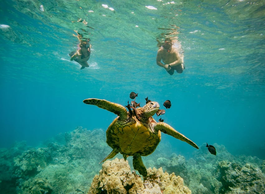 Desde Maalaea: Aventura de 3 horas de snorkel y vela en Turtle Town