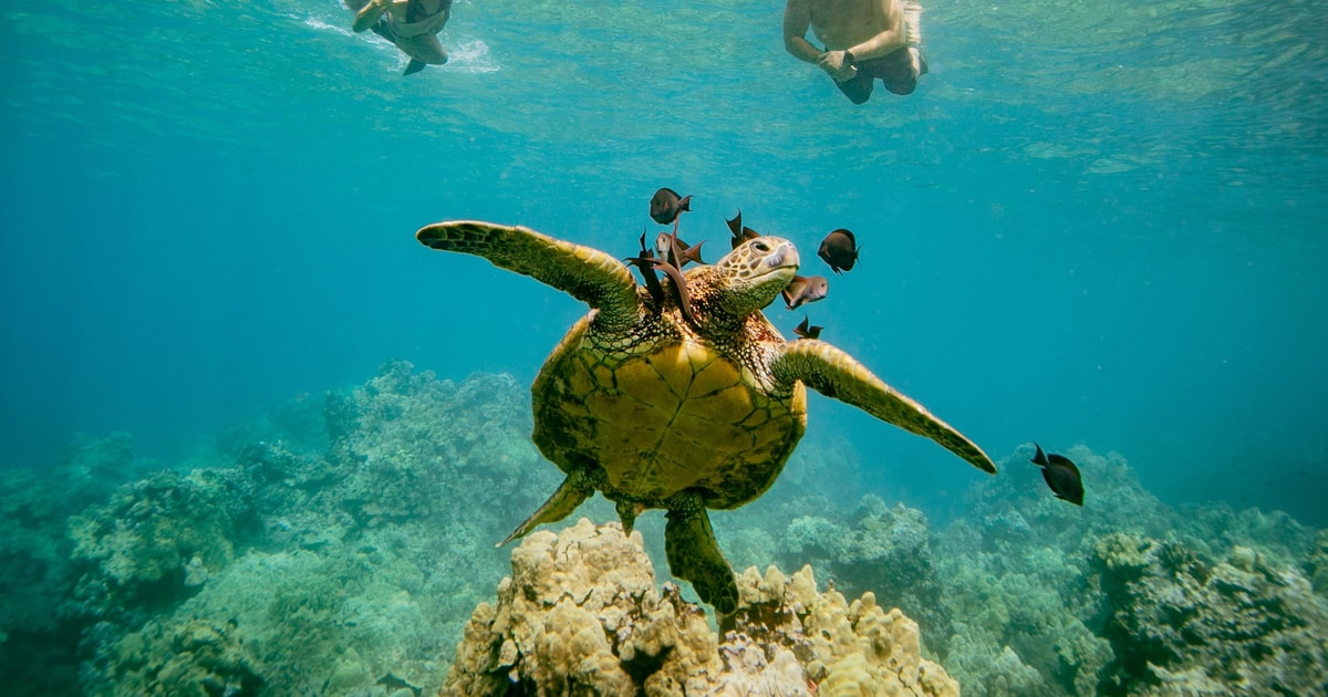 Desde Maalaea: Aventura de 3 horas de snorkel y vela en Turtle Town ...