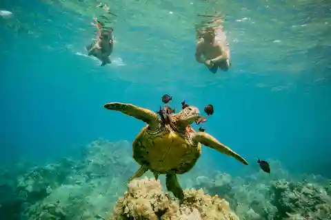 Da Maalaea: Turtle Town, avventura di 3 ore di snorkeling e vela
