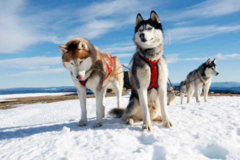 Rovaniemi: farma husky i reniferów z kuligiem