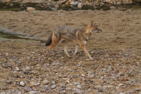From Delhi: Same-Day Wildlife Safari at Sriska and Jhalna Tour with Transportation and Guide only
