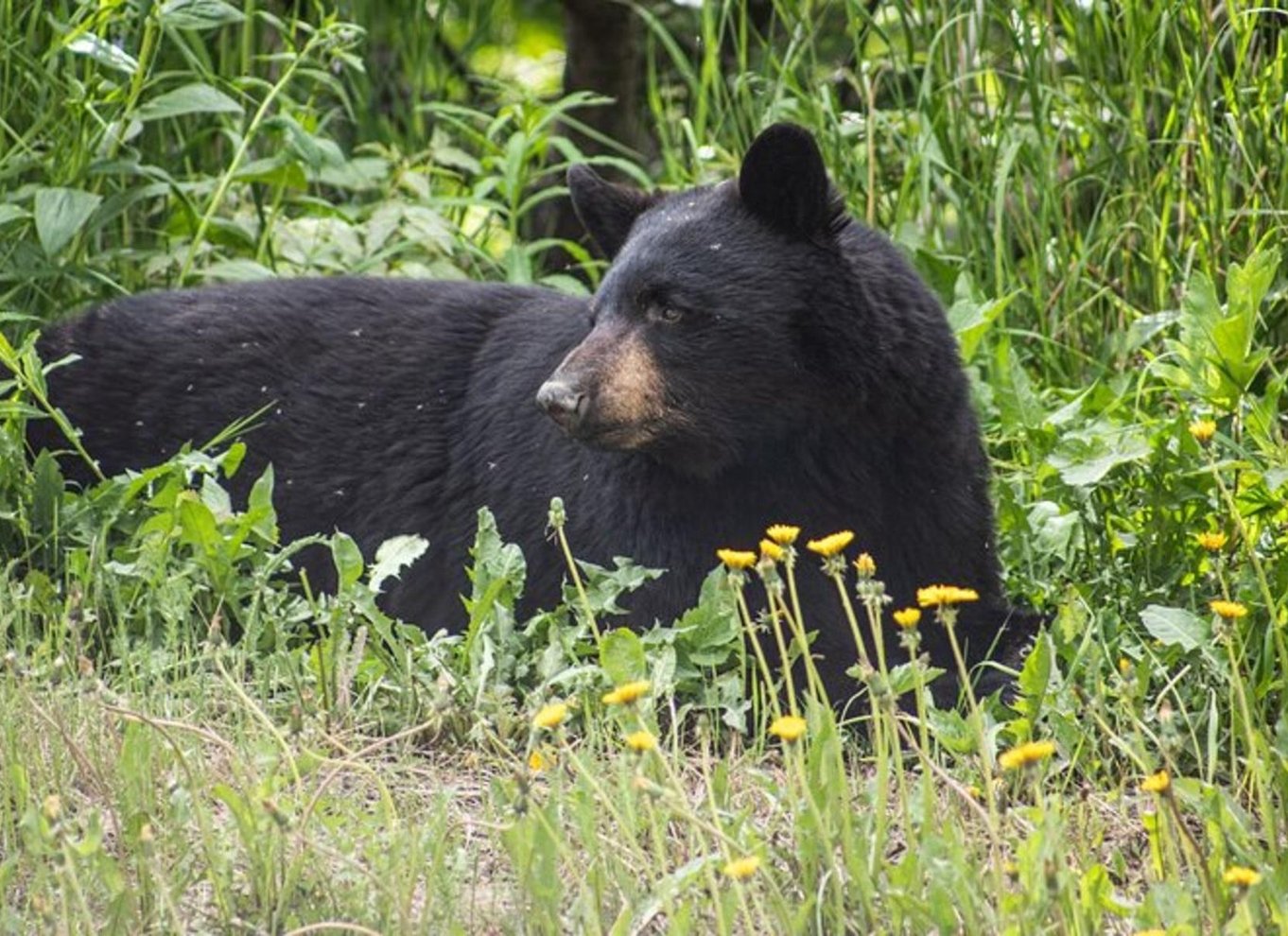 Glacier View & Wildlife Anchorage Eventyrtur
