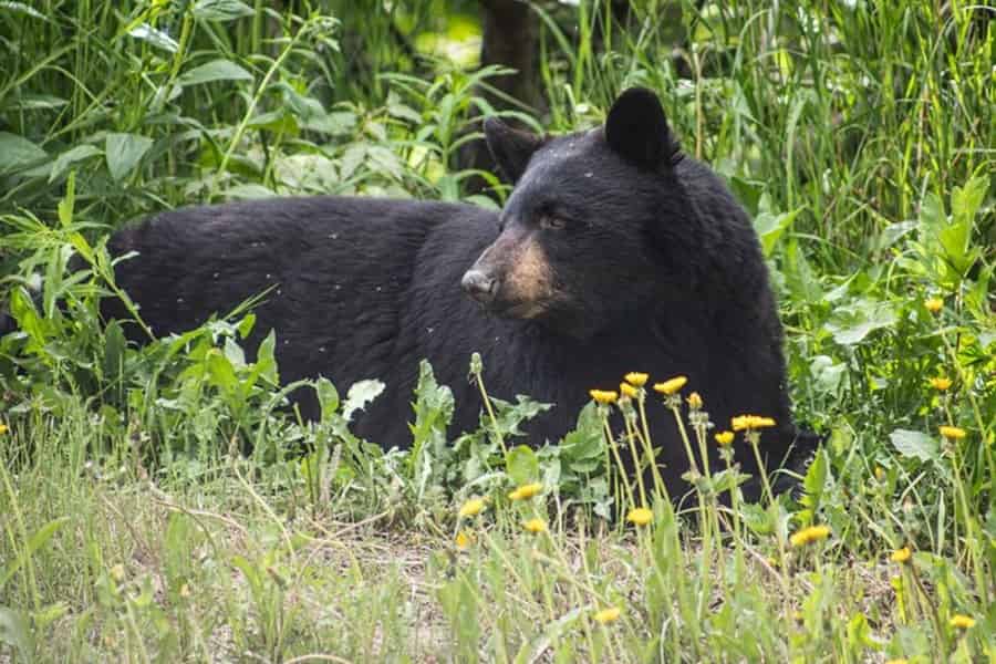 Gletscherblick & Wildnis: Ankerplatz-Abenteuertour. Foto: GetYourGuide Gletscherblick & Wildnis: Ankerplatz-Abenteuertour. Foto: GetYourGuide