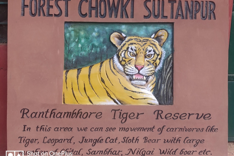 Jednodniowa wycieczka Ranthambore Tiger Safari z Jaipuru - All InclusivePoranne safari tygrysów z Jaipuru samochodem