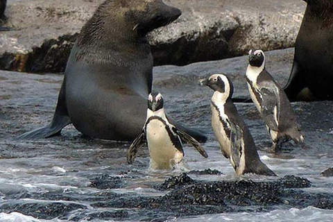 Kaapstad: houtbay scenic tour, zeehondeneiland, vogelwereld.