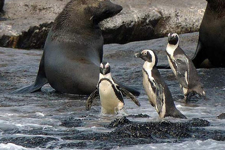 Cidade do Cabo: visita panorâmica a Houtbay, ilha das focas, mundo das aves.