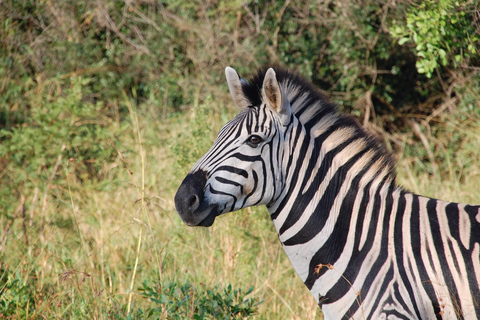 GAME DRIVE EN WITTE NEUSHOORN WANDELSAFARI IN LIVINGSTONE