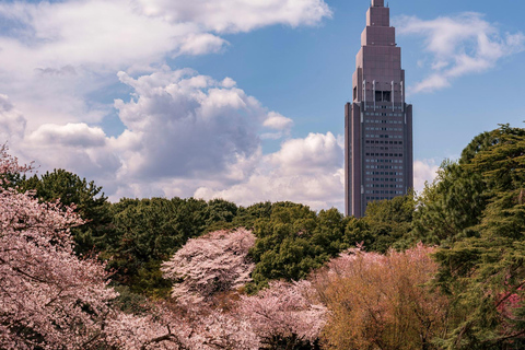 Tokyo: Shinjuku Gyoen Cherry Blossom Stroll (Entry Included)