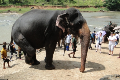 Depuis Kandy : Visite de Pinnawala et du jardin botanique en Tuk Tuk