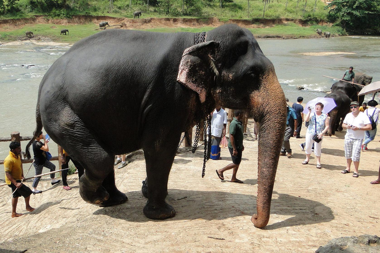 Von Colombo aus: Kandy und Pinnawala Tagestour