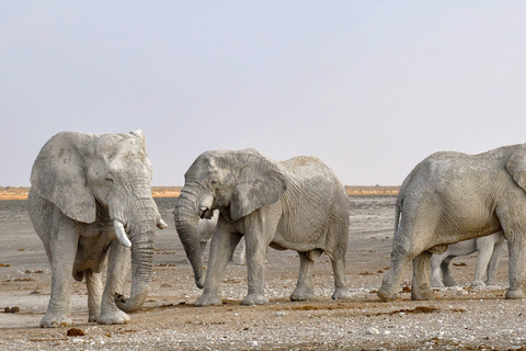 PIRSCHFAHRT UND BREITMAULNASHORN-WANDERSAFARI IN LIVINGSTONE