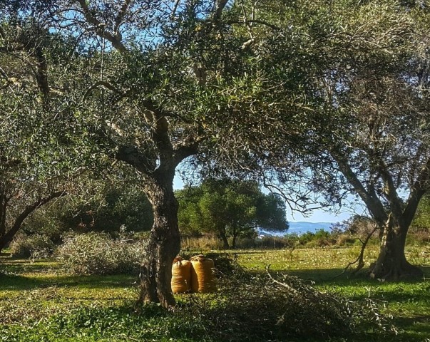 Visit Argostoli & Villages Private Tour with Olive Oil Tasting in Ithaca, Greece