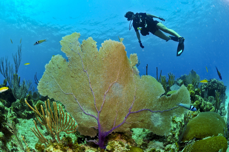 Discover Scuba Diving Lesson Montego Bay Learn to Scuba