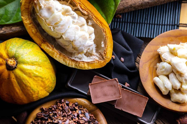 Rainforest Combo : Chocolate, Sloth & Nature