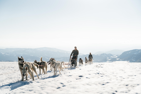 Tromsø: Aventura exclusiva en trineo tirado por perros