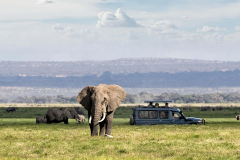 塔兰吉雷国家公园和恩戈罗恩戈罗保护区 2 日游。塔兰吉雷国家公园和恩戈罗恩戈罗火山口 2 日游。