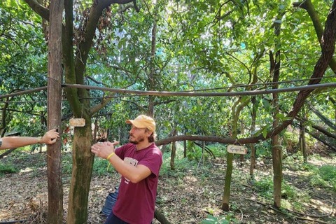 Lemon Grove Walk, Tastings, Aperitivo & Open Bar in Sorrento Lemon Tasting in Sorrento - Italian