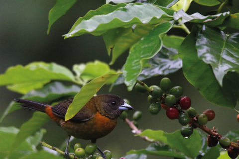 Boquete: Birdwatching in the wild, Chiriquí Boquete, Chiriquí: The charm of birds