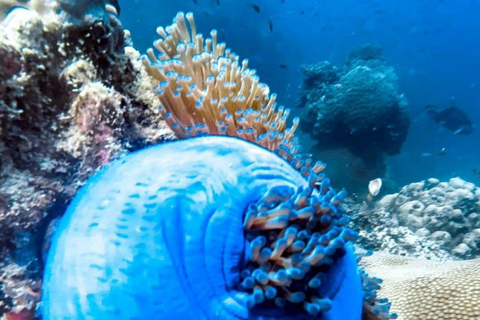 Koh Tao in a Day: Turtles, Hidden Reefs & Nangyuan Viewpoint