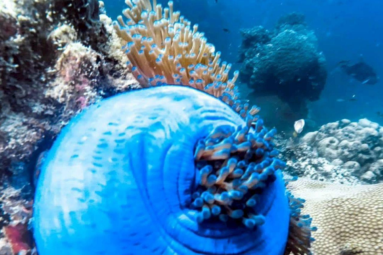 Koh Tao in a Day: Turtles, Hidden Reefs & Nangyuan Viewpoint