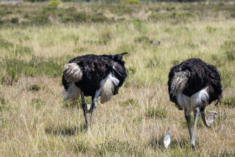 Tansania: 4-tägige private Lodge-Safari mit Unterkunft