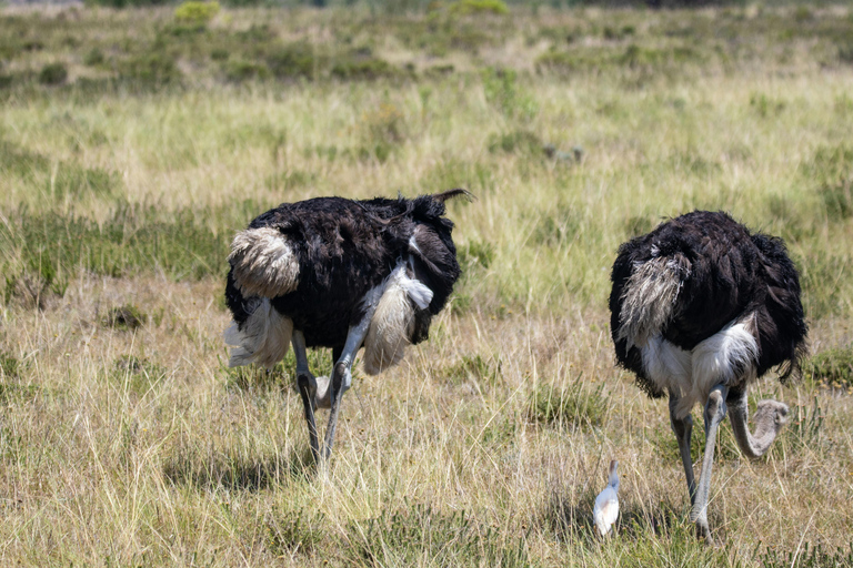Tansania: 4-tägige private Lodge-Safari mit Unterkunft
