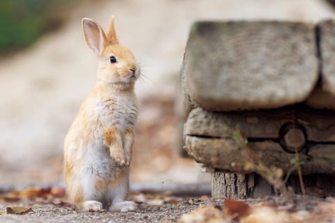 From Hiroshima: Okunoshima Rabbit Island Day Trip with Guide - Image 2