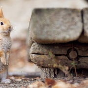 From Hiroshima: Okunoshima Rabbit Island Day Trip with Guide