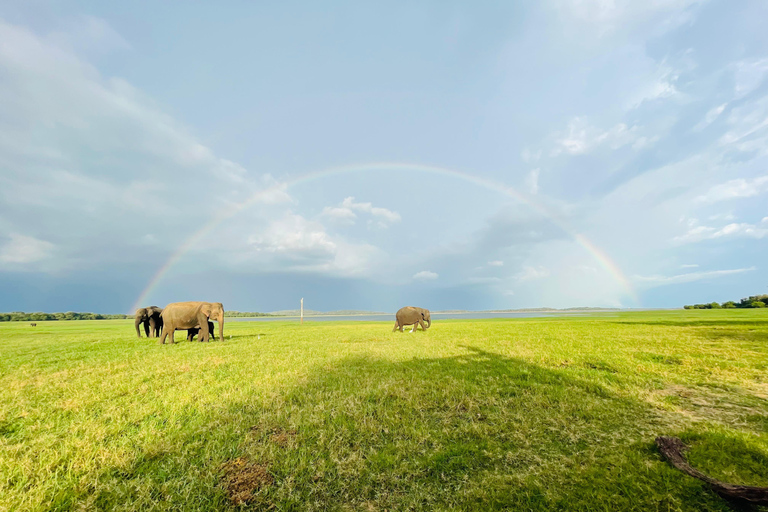 Minneriya National Park: Elephant Watching Safari with Guide Minneriya National Park: Sunrise Elephant Safari with Guide