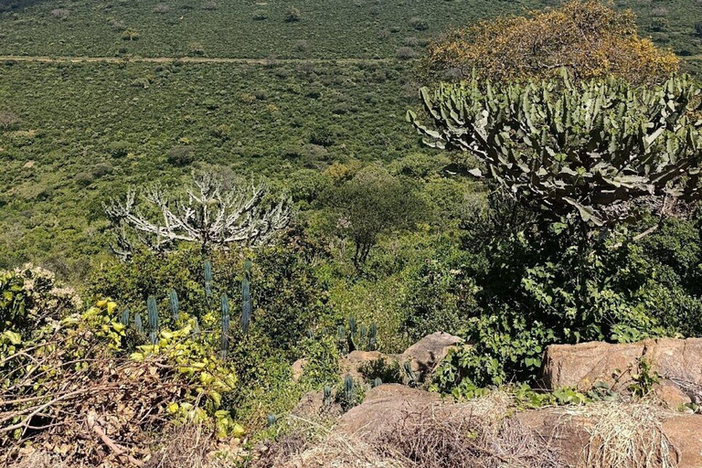 5days Tour Tsavo East & west,Amboseli from Mombasa / Nairobi