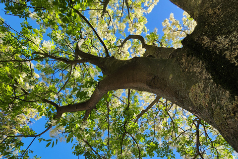 Erfurt: Discover the City's Greenery – A Tree Tour for Explorers Erfurt: Experience the City's Greenery – A Tree Tour for Explorers