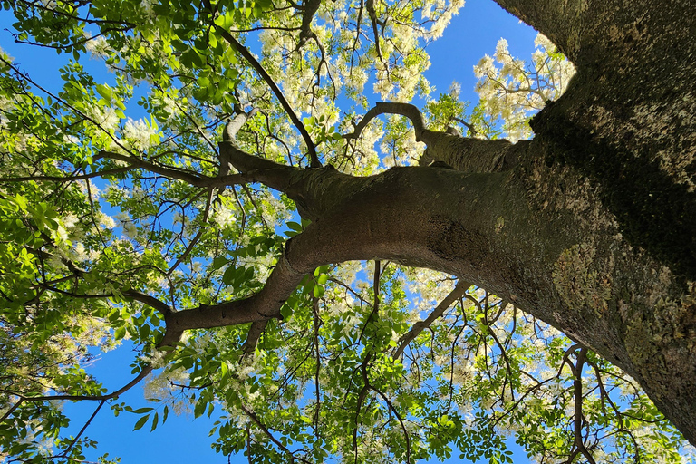 Erfurt: Discover the City's Greenery – A Tree Tour for Explorers Erfurt: Experience the City's Greenery – A Tree Tour for Explorers