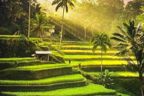 Ubud: Monkey Forest & Waterfalls With Bali Swing Tour Ubud Private Tour Without Ticket