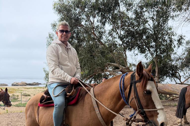 From Santiago: Papudo Horseback Ride & Penguin Watching